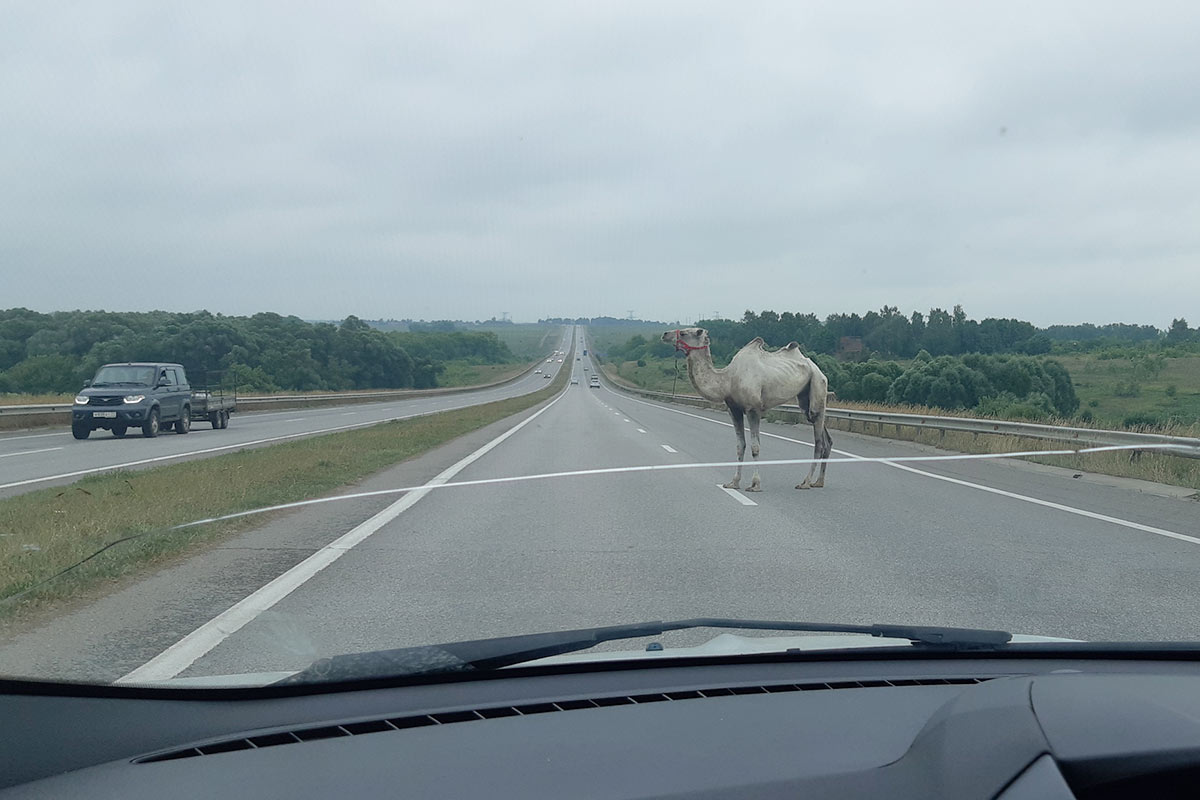 Верблюд стал причиной ДТП в Тульской области (1)