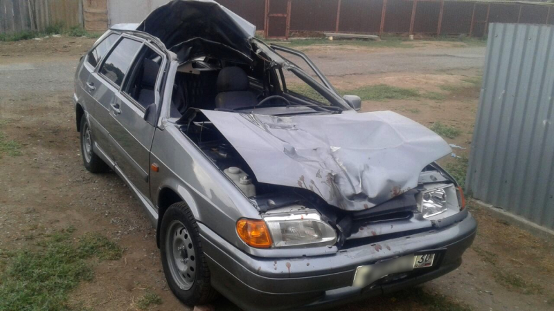 В ДТП с верблюдом под Астраханью пострадали три человека