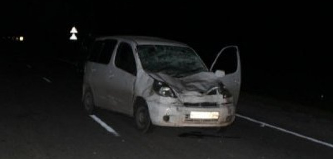 В ДТП с коровой в Новосибирской области погибла пассажирка иномарки