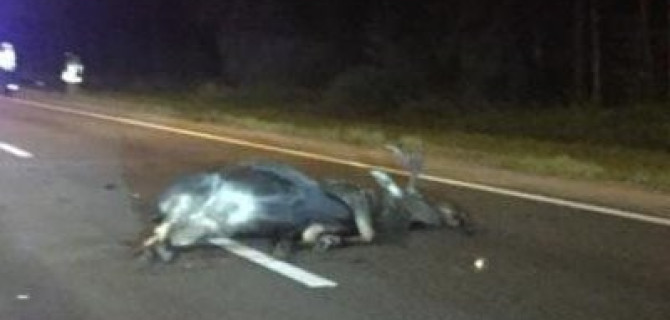 Мотоциклист погиб в ДТП с лосем на Приморском шоссе