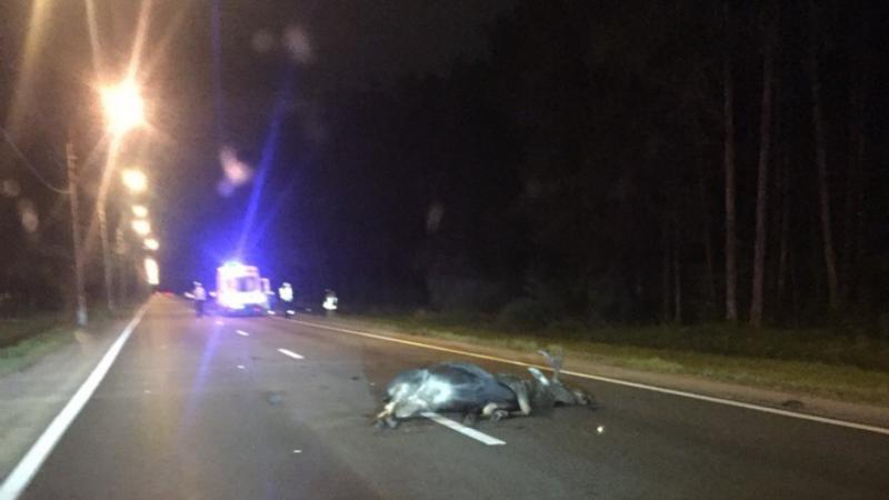 Мотоциклист погиб в ДТП с лосем на Приморском шоссе