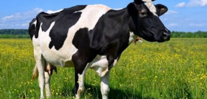 В ДТП с коровой в Волгоградской области пострадали три человека