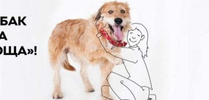 ПОРА ДОМОЙ:  АСЦ, официальный дилер ŠKODA, поможет собакам из приюта «Дубовая Роща» найти семью!