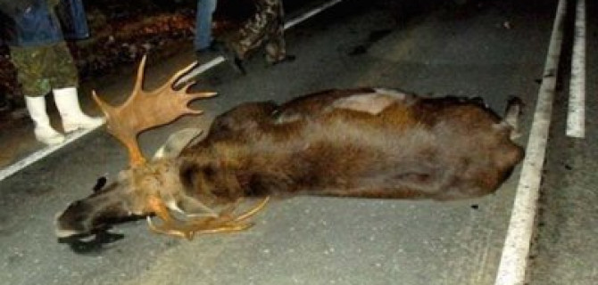 Лось стал причиной смертельного ДТП в Новгородской области