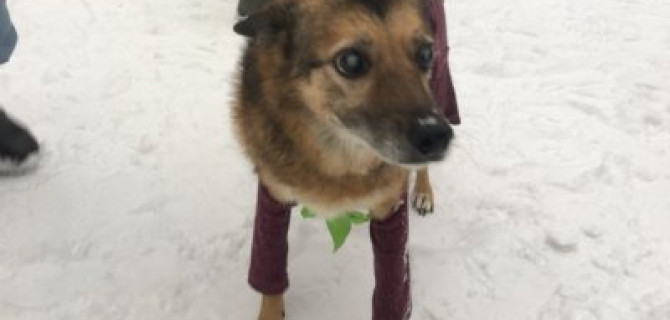 Сотрудники ŠKODA АВТОРУСЬ БУТОВО посетили приют для собак