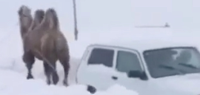 Видео дня: под Саратовом верблюд вытаскивает "Ниву" из сугроба