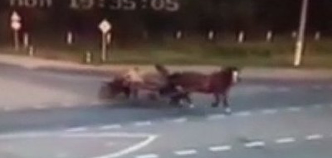  В Чувашии в ДТП с повозкой погибли двое