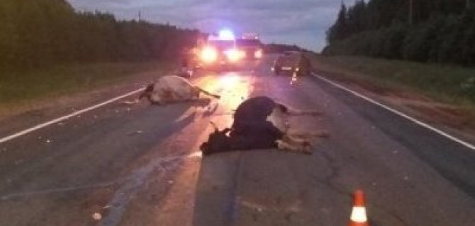 В ДТП с коровами под Вологдой погиб человек