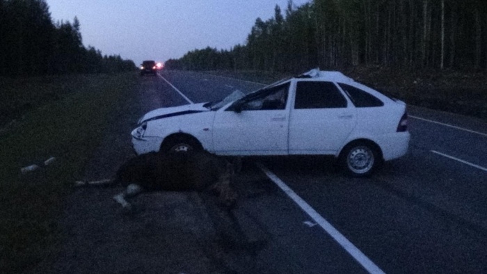 Лось стал причиной ДТП в Карелии
