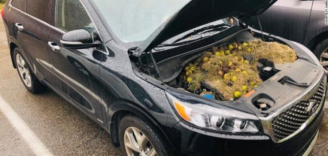 Белка загрузила орехами машину Персиков