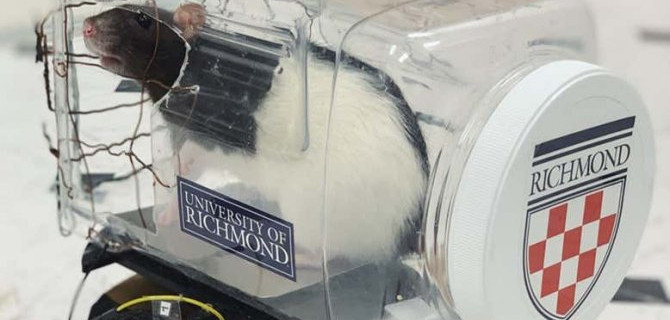 Водить машину — удовольствие: доказано крысами