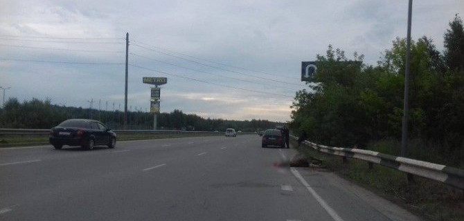 В Екатеринбурге насмерть сбили лося