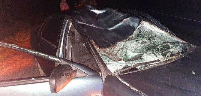 В Пермском крае в ДТП с лосем погибла девушка