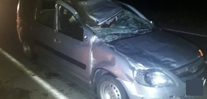 Три человека пострадали в ДТП с лосем в Свердловской области