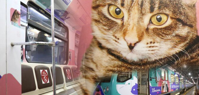 В московском метро теперь можно выбрать собаку или кошку из приюта