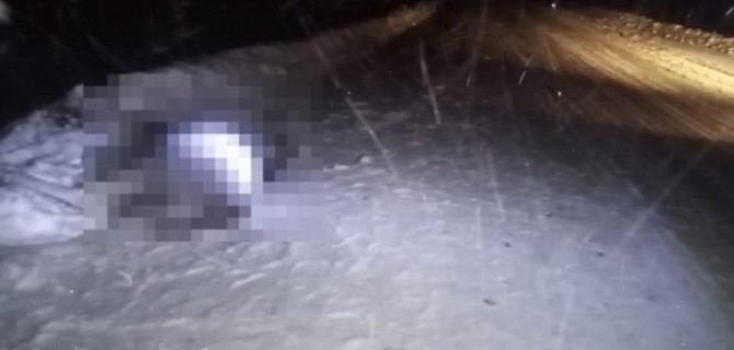 Лось в Мордовии стал причиной смертельного ДТП