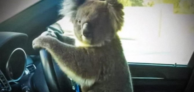 Коала стал причиной массового ДТП в Австралии