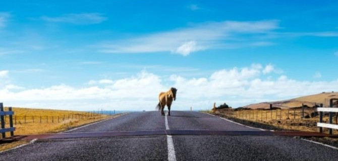 Как лошадь порвала водителю «Лексуса» губу